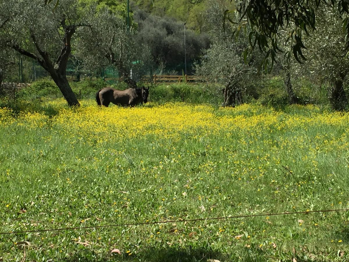 Agriturismo Ada Musso Ss Diano Borello Экстерьер фото